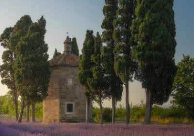 Cypress Sage