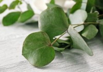 Eucalyptus Essential Oil