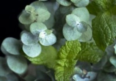 Eucalyptus Peppermint Essential Oil