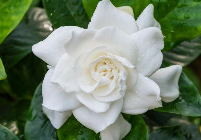 Gardenia