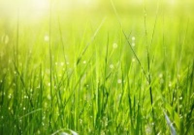 Fresh Cut Grass