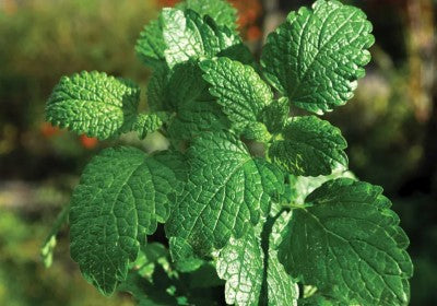 Peppermint Essential Oil
