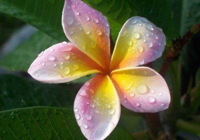 Plumeria