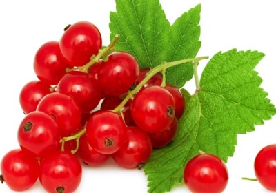 Red Currant