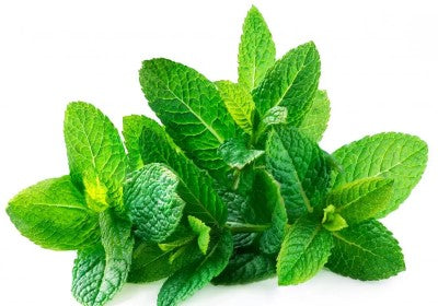 Spearmint Essential Oil