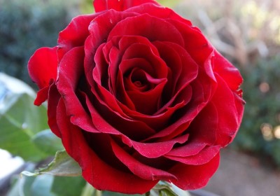 Victorian (Rose)