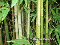 Himalayan Bamboo