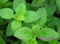 Peppermint Essential Oil