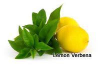 Lemon Verbena Essential Oil