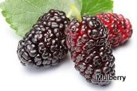 Mulberry