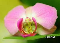 Orchid