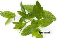 Spearmint Essential Oil