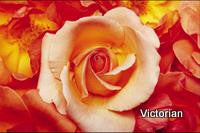 Victorian (Rose)
