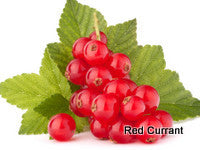 Red Currant