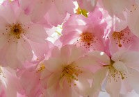 Japanese Cherry Blossom