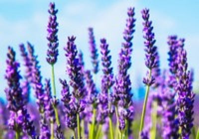 Lavender Essential Oil