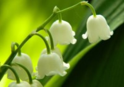 Lily of the Valley