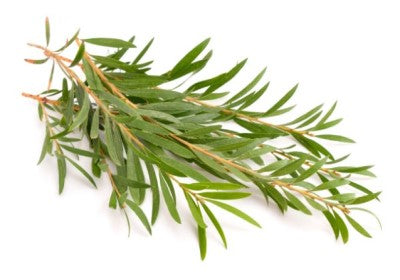 Tea Tree Essential Oil