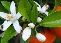 Orange Blossom