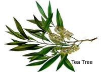 Tea Tree Essential Oil